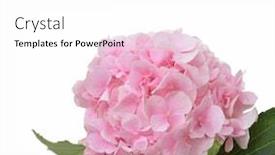  Presentation with hydrangea - Colorful slide deck enhanced with bouquet-of-pink-hydrangea backdrop and a white colored foreground