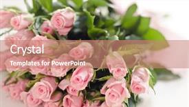  Presentation with pink rose - Slide deck featuring bouquet of pink roses isolated background and a coral colored foreground
