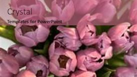  Presentation with tulip - 