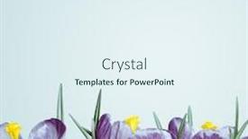  Presentation with purple spring - Theme consisting of bouquet-of-purple-crocuses background and a sky blue colored foreground