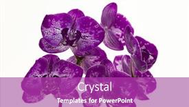  Presentation with purple orchids - Presentation theme with bouquet-of-purple-orchids background and a purple colored foreground