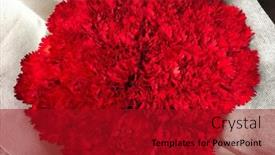  Presentation with mothers day - Slide deck with bouquet-of-red-carnations-close background and a crimson colored foreground