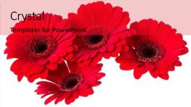  Presentation with red hibiscus rosa sinensis flower - Cool new PPT layouts with bouquet of red gerbera flower backdrop and a red colored foreground