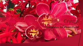  Presentation with orchids - Presentation theme consisting of bouquet-of-red-orchids background and a red colored foreground