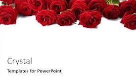  Presentation with roses - Theme consisting of bouquet-of-red-roses-isolated background and a white colored foreground