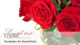  Presentation with roses - Audience pleasing presentation consisting of bouquet of red roses isolated on white background backdrop and a sky blue colored foreground