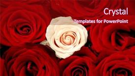  Presentation with pink rose - Cool new presentation theme with bouquet of red roses and a pink rose taken on a white background backdrop and a crimson colored foreground