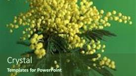  Presentation with silver - PPT theme consisting of bouquet-of-silver-wattle-isolated background and a tawny brown colored foreground