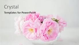  Presentation with light roses - Colorful PPT theme enhanced with bouquet-of-small-light-pink backdrop and a white colored foreground