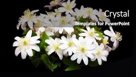  Presentation with snowdrop - 