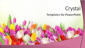  Presentation with white easter lily flowers - Cool new slide set with bouquet of spring easter flower backdrop and a pink colored foreground