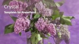  Presentation with purple spring - Audience pleasing slide set consisting of bouquet of spring purple lilac in a vase soft focus it is photographed through glass backdrop and a violet colored foreground