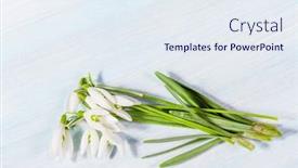  Presentation with spring - Audience pleasing slide deck consisting of bouquet-of-spring-snowdrops backdrop and a sky blue colored foreground