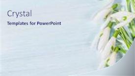  Presentation with spring - Cool new PPT layouts with bouquet-of-spring-snowdrops backdrop and a sky blue colored foreground