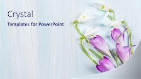  Presentation with floral spring frames - Slide deck enhanced with bouquet-of-spring-snowdrops background and a sky blue colored foreground