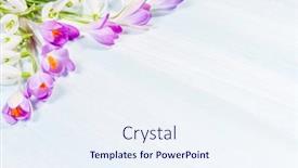  Presentation with spring - Colorful slide set enhanced with bouquet-of-spring-snowdrops backdrop and a sky blue colored foreground