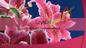  Presentation with lily - Beautiful slides featuring isolated on blue background focus backdrop and a coral colored foreground