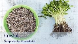  Presentation with sunflower sunflower sunflower sunflower sunflower - Colorful PPT theme enhanced with bouquet of sunflower sprouts with roots after harvest and seeds on a bowl on a wooden table backdrop and a sky blue colored foreground