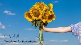  Presentation with sunflowers - Slide set featuring bouquet-of-sunflowers-against background and a light blue colored foreground