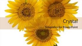  Presentation with sunflowers - Audience pleasing slides consisting of bouquet of sunflowers isolated on a white background backdrop and a gold colored foreground