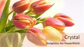  Presentation with tulips butterflies - Presentation theme consisting of bouquet of the fresh tulips background and a lemonade colored foreground