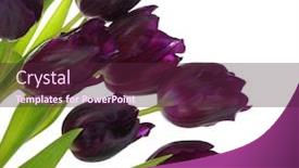  Presentation with tulips - Colorful presentation enhanced with bouquet-of-tulips-isolated backdrop and a tawny brown colored foreground