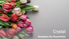  Presentation with tulips - Cool new slide set with bouquet of tulips on gray backdrop and a gray colored foreground