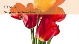  Presentation with tulips - 