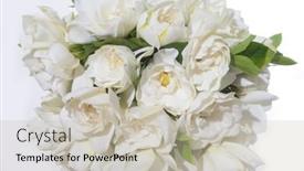  Presentation with white - PPT theme featuring bouquet-of-white-gardenia background and a  colored foreground