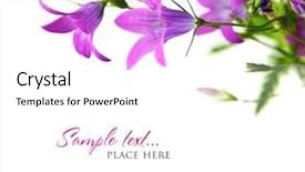  Presentation with flowers border - Theme with bouquet of wild flowers background and a white colored foreground