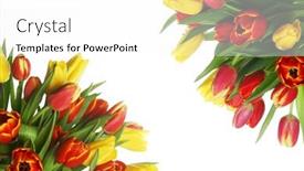  Presentation with corner - Cool new slides with bouquet of yellow and red tulips in corner isolated on white background backdrop and a white colored foreground