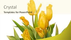  Presentation with tulips - Presentation design consisting of bouquet-of-yellow-wilting-tulips background and a blonde colored foreground