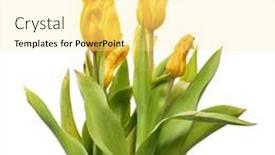  Presentation with tulips - Beautiful theme featuring bouquet-of-yellow-wilting-tulips backdrop and a blonde colored foreground