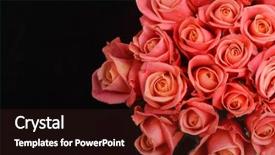  Presentation with pink black - Beautiful theme featuring bouquet orange rose on black backdrop and a wine colored foreground