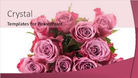  Presentation with pink roses - Theme featuring bouquet-pink-roses-isolated-over background and a coral colored foreground