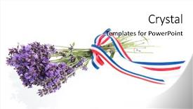  Presentation with red white blue - Cool new PPT theme with bouquet purple lavender with ribbon backdrop and a white colored foreground