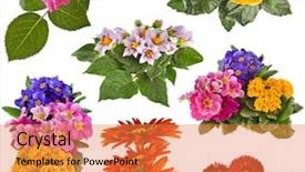  Presentation with gerbera daisy - Presentation theme having bouquet rose hibiscus potato primrose background and a coral colored foreground