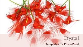  Presentation with calla - Slide set featuring bouquet-with-red-calla-lilies background and a lemonade colored foreground