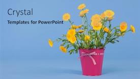  Presentation with blue pink - Cool new presentation with bouquet yellow flowers in pink bucket on blue background backdrop and a light blue colored foreground