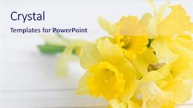  Presentation with lent - Beautiful PPT theme featuring bouqut of yellow lent lilyl backdrop and a sky blue colored foreground