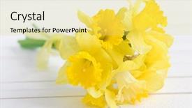  Presentation with lent - Audience pleasing theme consisting of bouqut of yellow lent lilyl backdrop and a yellow colored foreground