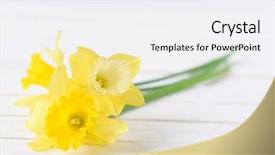  Presentation with lent - Audience pleasing PPT theme consisting of bouqut of yellow lent lilyl backdrop and a white colored foreground