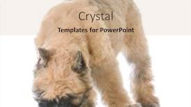  Presentation with october - Cool new presentation theme with bouvier des flandres puppy standing behind wooden block letters that say the word october backdrop and a soft green colored foreground