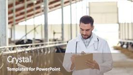  Presentation with animal agriculture - Audience pleasing PPT theme consisting of bovine - agriculture industry farming people backdrop and a violet colored foreground