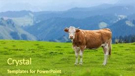  Presentation with cow - PPT theme featuring bovine - cow's portrait background and a tawny brown colored foreground