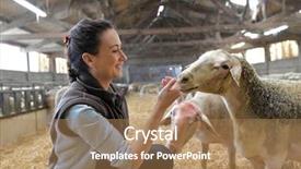  Presentation with seeds farmer - Colorful presentation theme enhanced with bovine - farmer woman in shed petting backdrop and a coral colored foreground