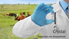  Presentation with cattle - Audience pleasing PPT theme consisting of bovine - veterinarian with medicine for vaccination backdrop and a light gray colored foreground