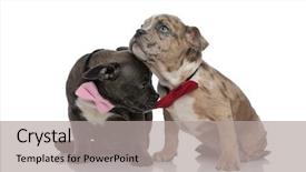  Presentation with bully - Theme enhanced with bow ties and being seat background and a light gray colored foreground