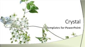  Presentation with wild flower - PPT layouts enhanced with bower clematis virginiana wild flower background and a white colored foreground