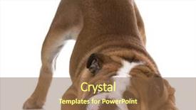  Presentation with puppy - Beautiful slide set featuring bowing - bulldog puppy with bum backdrop and a  colored foreground